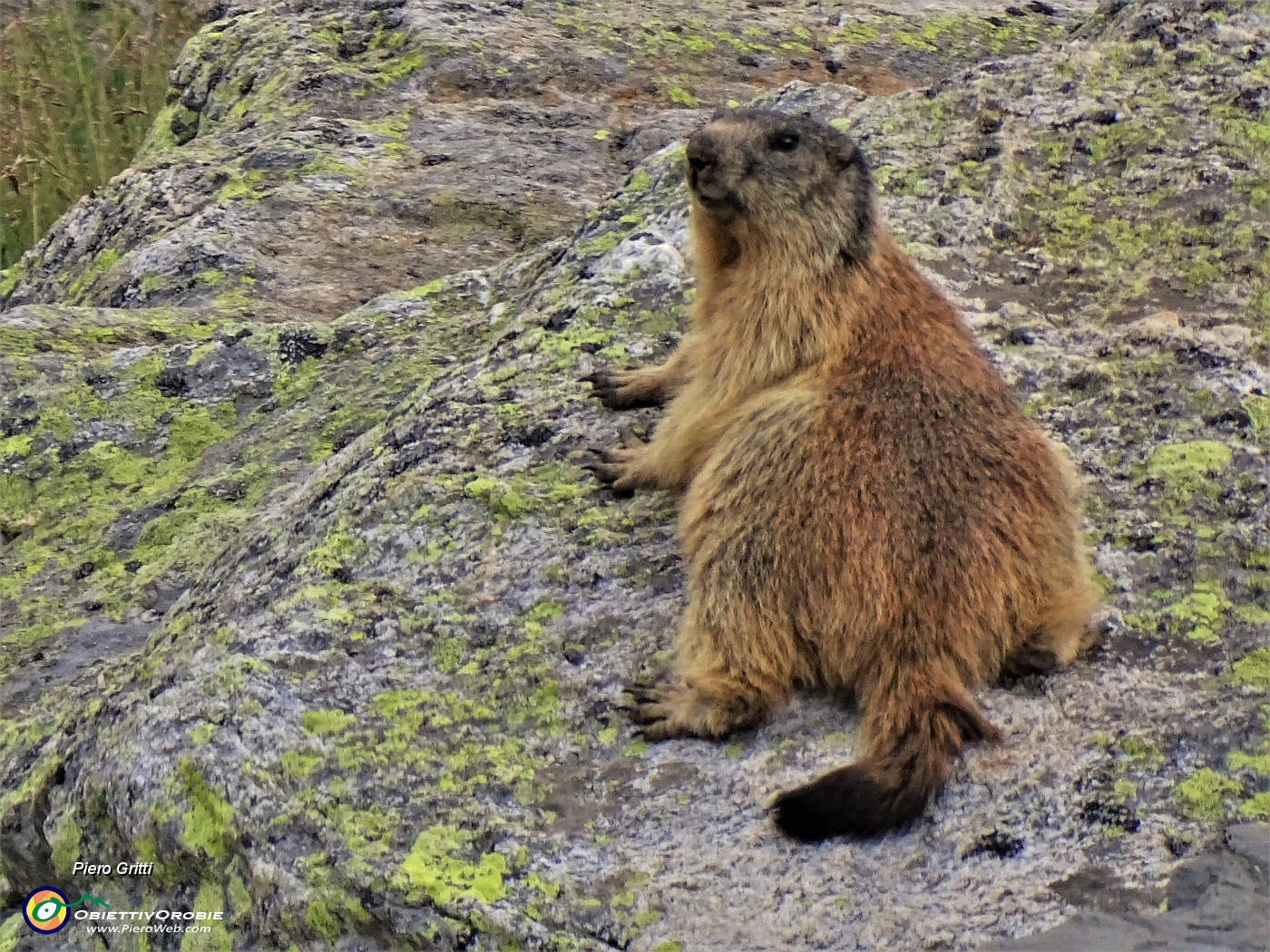 08 Marmottona  in relax al Lago del Diavolo al nostro rientro.JPG